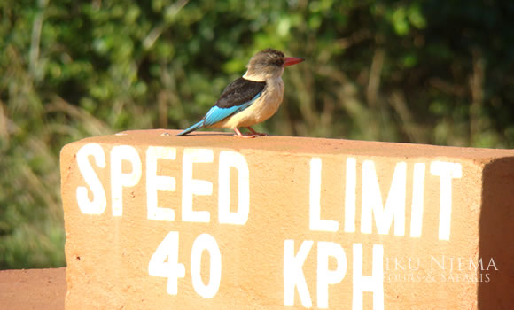 Grey-headed Kingfisher - Shimba Hills National Reserve, Kenya